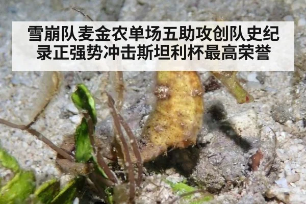 雪崩队麦金农单场五助攻创队史纪录正强势冲击斯坦利杯最高荣誉